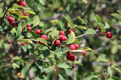 Cotoneaster meyeri