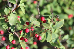Cotoneaster meyeri