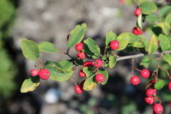 Cotoneaster meyeri