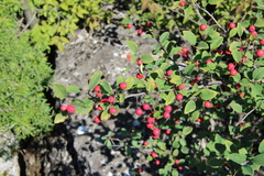 Cotoneaster meyeri