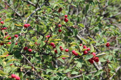 Cotoneaster meyeri