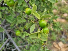 Vangueria parvifolia