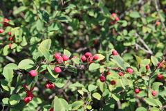 Cotoneaster meyeri