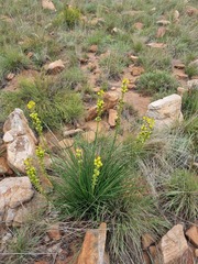 Bulbine angustifolia