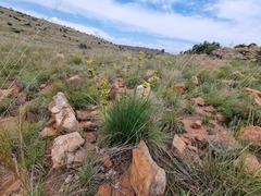Bulbine angustifolia