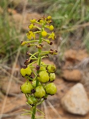 Bulbine angustifolia