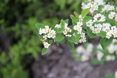 Cotoneaster meyeri