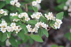 Cotoneaster meyeri