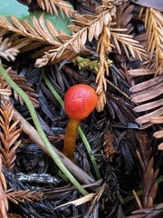 Hygrocybe moseri
