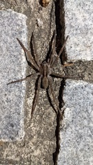 Hogna insularum