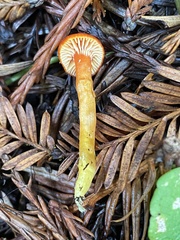 Hygrocybe moseri