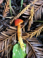 Hygrocybe moseri