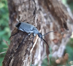 Epicauta funesta