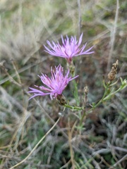 Centaurea caprina