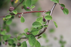 Cotoneaster morulus