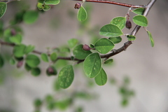 Cotoneaster morulus