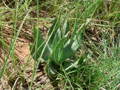 Merwilla plumbea