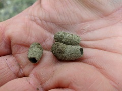 Sceliphron curvatum