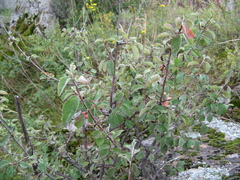 Cotoneaster suavis