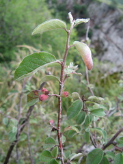 Cotoneaster suavis