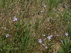 Wahlenbergia androsacea