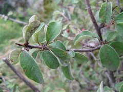 Cotoneaster suavis