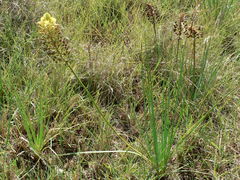Bulbine capitata
