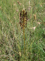 Bulbine capitata