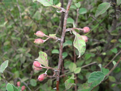 Cotoneaster suavis