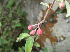 Cotoneaster suavis