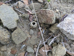 Sceliphron curvatum