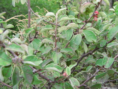 Cotoneaster suavis