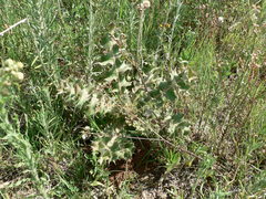 Berkheya onopordifolia onopordifolia