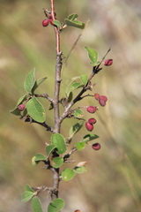 Cotoneaster suavis