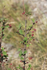 Cotoneaster suavis