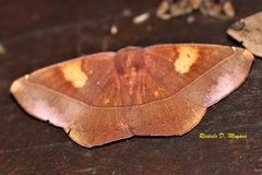 Microgonia perfulvata