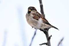 Passer domesticus