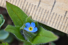 Myosotis lithospermifolia