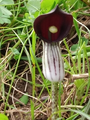 Arisarum simorrhinum