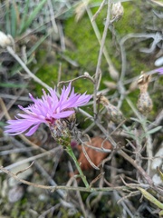 Centaurea caprina