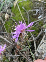 Centaurea caprina