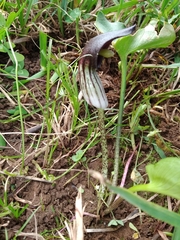 Arisarum simorrhinum