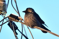 Corvus monedula