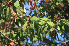 Cotoneaster × watereri