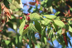 Cotoneaster × watereri