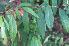 Cotoneaster × watereri