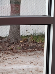 Sciurus niger