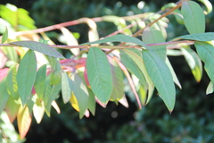 Cotoneaster × watereri