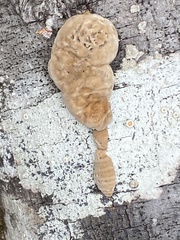 Spongiporus leucospongia
