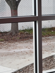 Sciurus niger